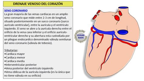 Funciones De La Laringe Todo Lo Que Necesitas Saber