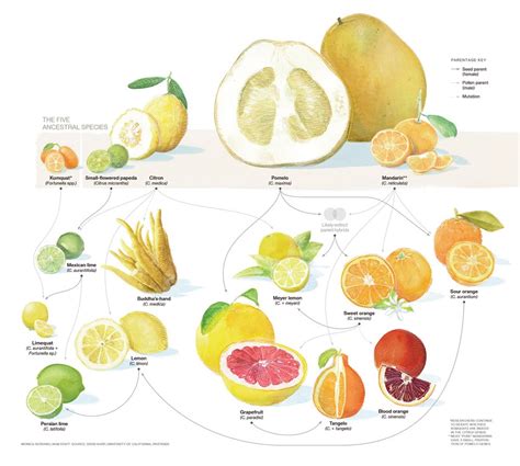 Species New to Science: [Botany • 2018] Genomics of the Origin and ...