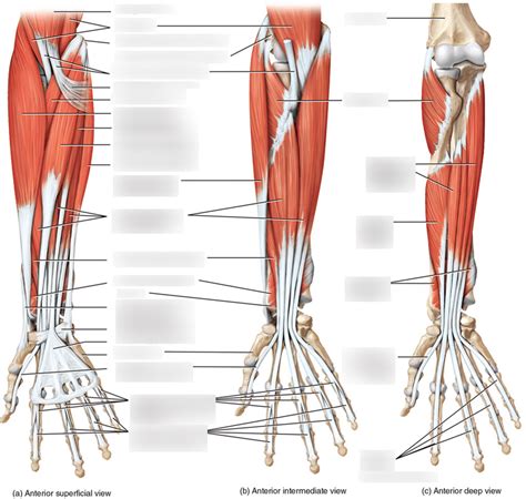 Lab Exam 2 Forearm Muscles Diagram Quizlet