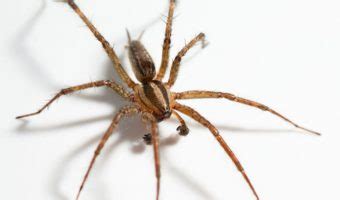 Hobo Spider - Facts, Size, Bite & Habitat Information