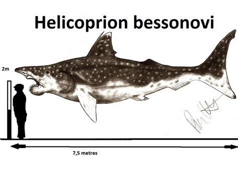 Helicoprion | Dinosaurs - Pictures and Facts