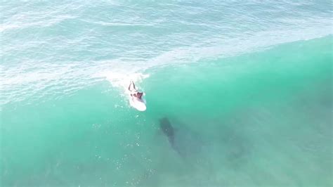 Moment 12ft Tiger Shark Rides Wave Directly Under Oblivious Surfer [video]