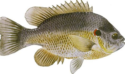Shellcracker Vs Bluegill Are They The Same Fish Get Fishing