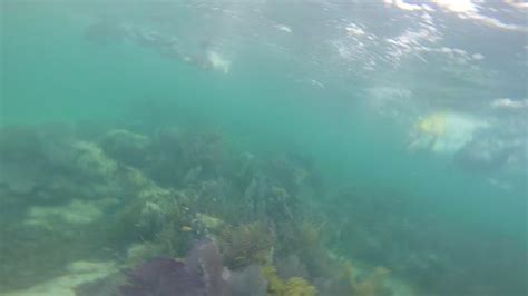 New Zealand Study Unlocks Secrets Of Sex Chan EurekAlert