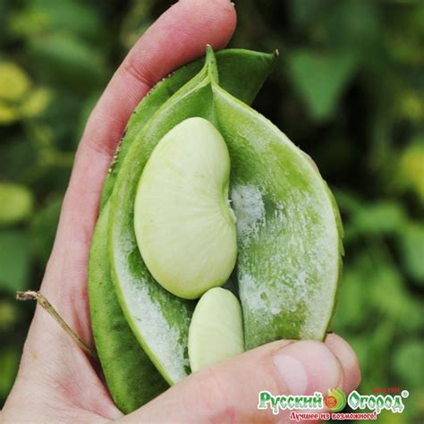 Купить семена Фасоль лимская Сладкий боб, 6 г в магазине Первые Семена ...