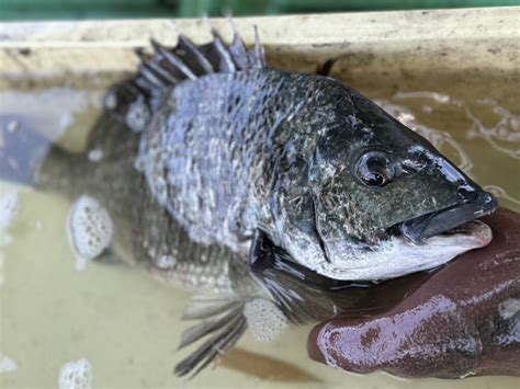 「黒鯛チヌ」を活用した、プロジェクトを始動 瀬戸内 玉野 観光ガイド 「公式」 岡山県玉野市の旅行・観光情報をお届け！