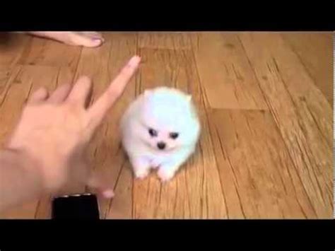 Щенок померанского шпица маленький такой - YouTube