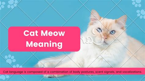 Cat Meow Meaning Youtube