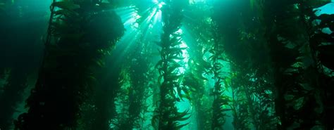 Kelp Forest | In ideal conditions, kelp can grow up to 18 in… | Flickr