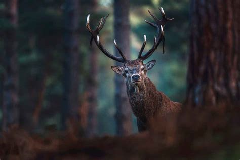 Vidéo Un chasseur alsacien prélève un cerf de 14 cors lors d une