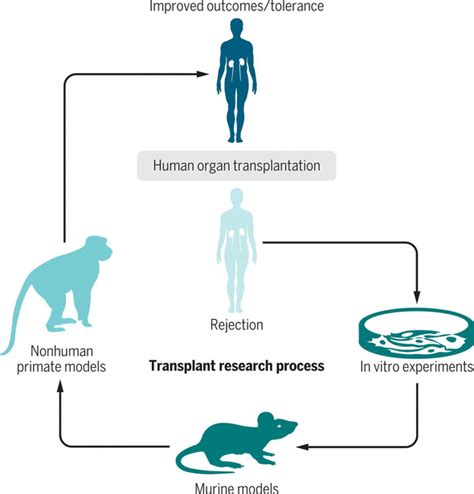 Translational Impact Of NIH Funded Nonhuman Primate Research In