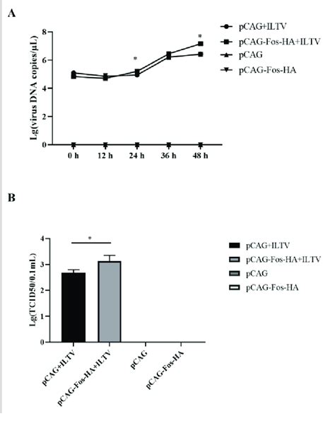 Effects Of Fos Overexpression On The Replication Of Iltv In Lmh Cells