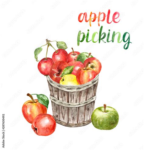 Watercolor Fresh Ripe Apples In A Wooden Bushel Basket Isolated