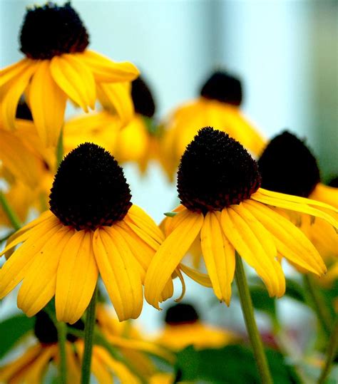 Rudbeckia Fulgida Var Sullivantii Goldsturm Goldsturm Black Eyed