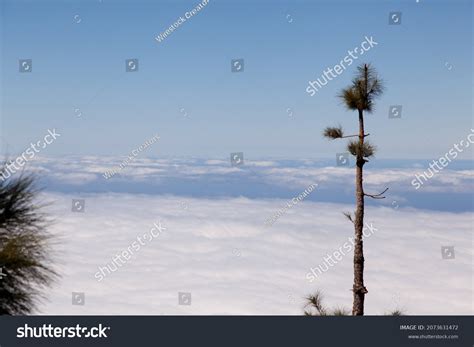 Naked Pine Tree Growing On Top Stock Photo 2073631472 Shutterstock