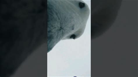 Polar Bear Ate My Gopro Shorts Wildlife Polarbear