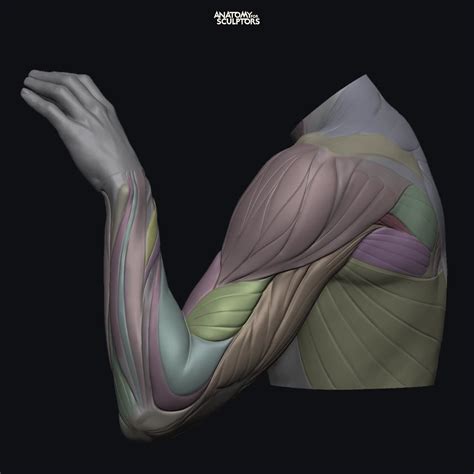 Muscles underneath the skin directly influence the surface forms of the