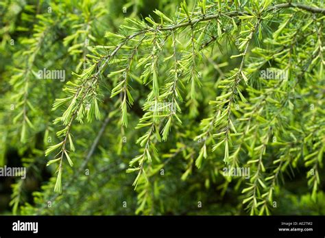 Cedrus Deodara Aurea The Golden Weeping Cedar Tree Stock Photo Alamy