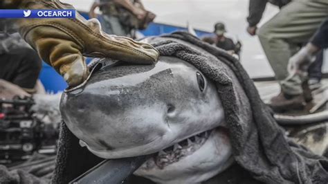 Great White Shark Recently Tracked Off Atlantic City Nj Coast Abc7