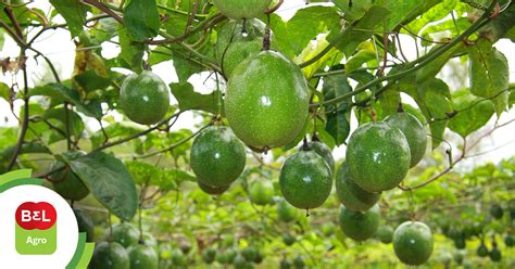 Entenda como plantar maracujá e quais são os cuidados esta culturas