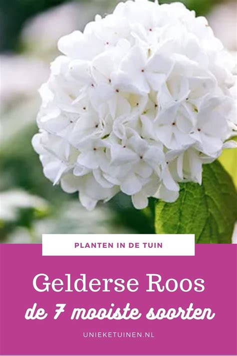 Introductie In Geneeskrachtige Kruiden En Planten Artofit