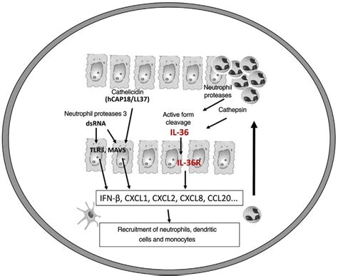 Pathogenesis Of Pustular Psoriasis And Activation Of The Il 36 Pathway