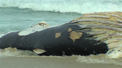 Whale Carcass Management Youtube