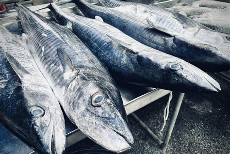 Close-up Fresh king mackerel fish with shell at local seafood market