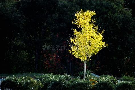 Rvores De Vidoeiro Branco A Casca De Vidoeiro Bonita Em Um Bosque