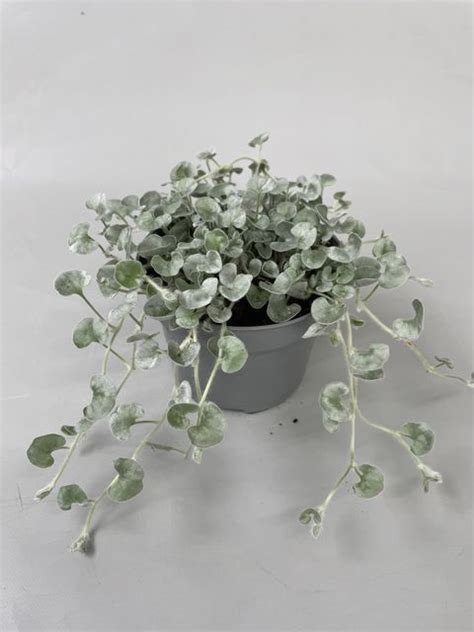 Dichondra Argentea Silver Falls — Plant Wholesale Floraccess