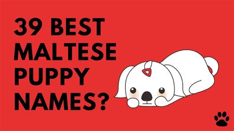 Maltese Puppy Names - 39 BEST Ideas!!! | Names - YouTube