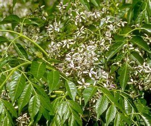 Katrafay Madagascar – All Ingredients Plus