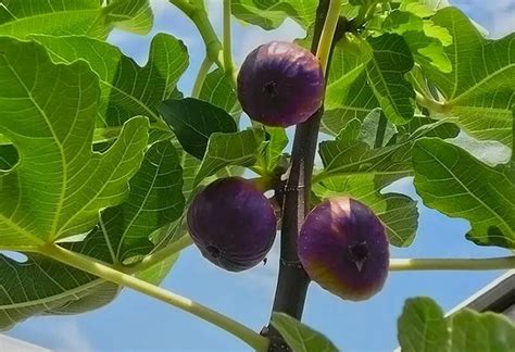 Инжир: сорта, посадка, выращивание и уход, полезные свойства и фото