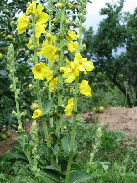 Flower,herb mullein,flowering mullein,free pictures, free photos - free