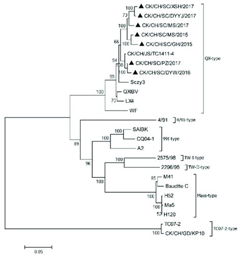 Phylogenetic Tree Was Constructed Based On The Orf Nucleotide Sequences