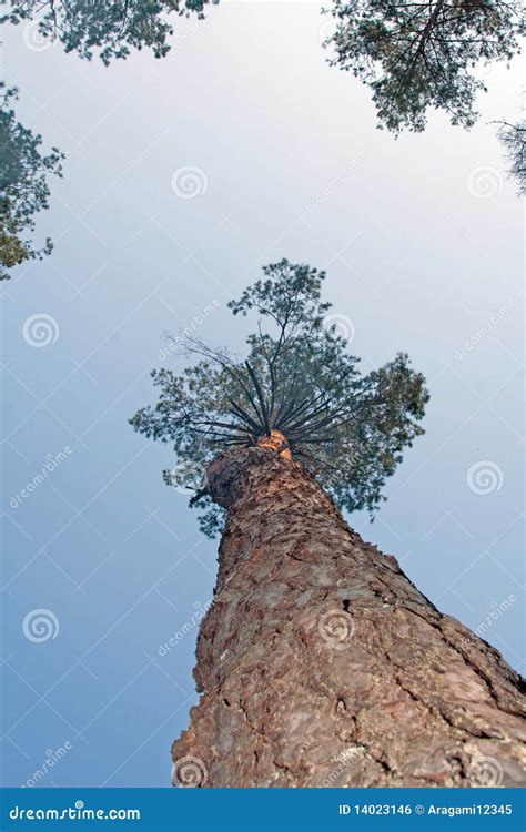 pine tree trunk stock photo image  forest clouds