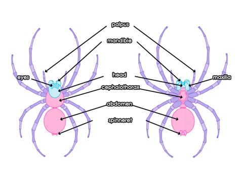 draw animals spiders popular species anatomy  movement
