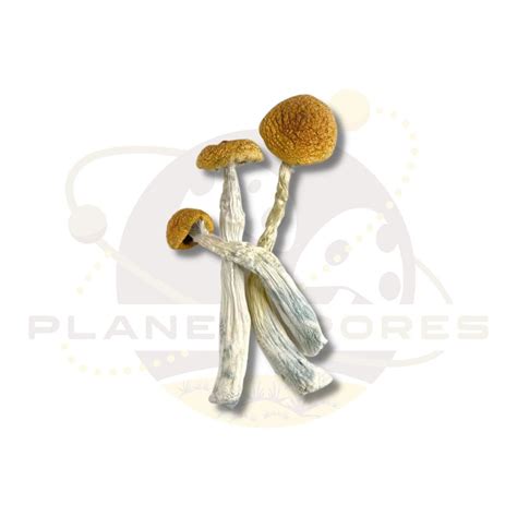 Jedi Mind Fuck Mushroom Spores Planetspores Ca