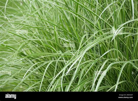 Backyard Pampas Grass Hi Res Stock Photography And Images Alamy
