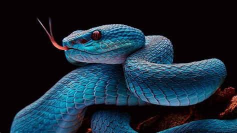 Sonhar Cobra Azul Interpreta Es Qual O Significado