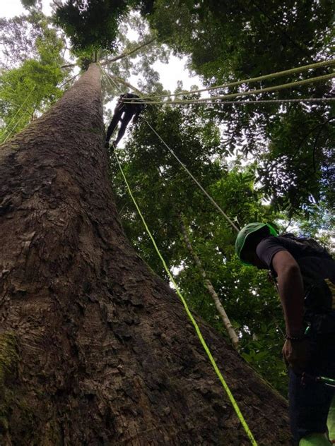 The Tallest Tropical Tree In The World