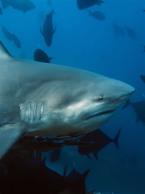 This is the jaw of a bull shark. Teeth that get broken or lost can be