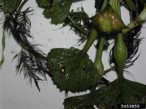 European Water Chestnut Alberta Invasive Species Council