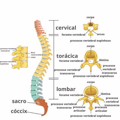 Coluna Vertebral Partes Fun O Doen As Resumo Em Educa O