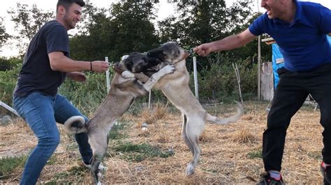 KANGAL YAVRULAR 5 AYLIK OLDULAR Ortalık yine karıştı yavrular çok