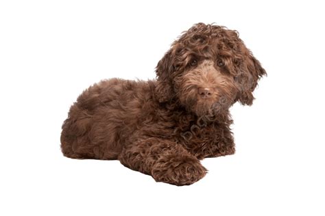 Labradoodle Puppy Png Vector Psd And Clipart With Transparent