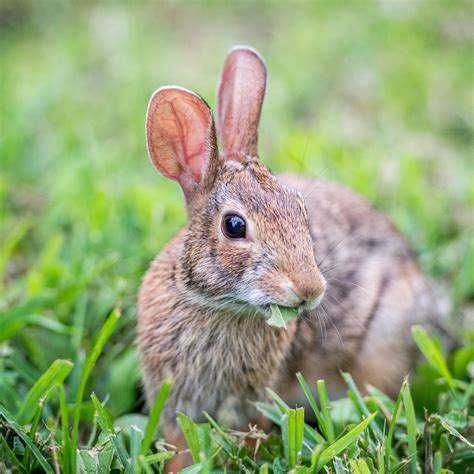 how to get rid of rabbits in yard 2