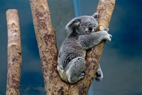 12 Animais da Austrália Exóticos estranhos perigosos coloridos