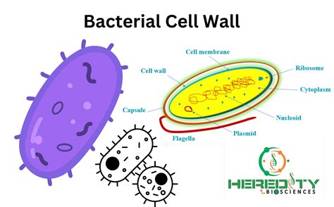 cell wall structure  bacteria