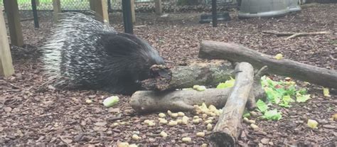 how to get rid of porcupines